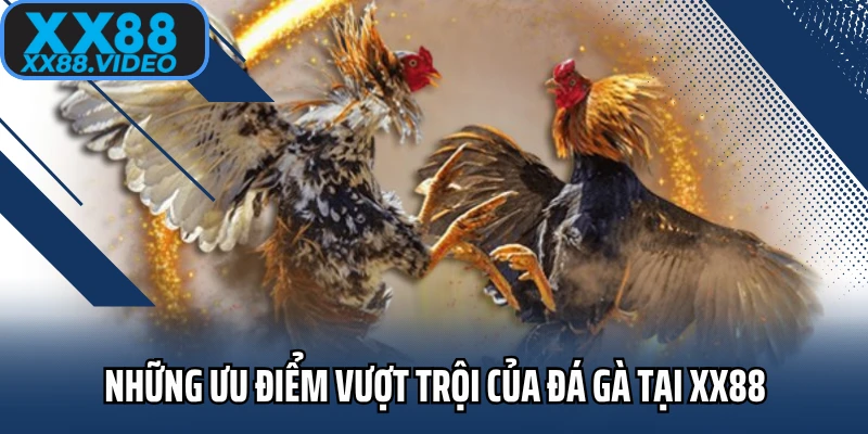 Những ưu điểm vượt trội của đá gà tại XX88